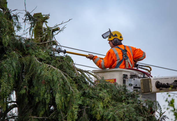 How Our Tree Care Process Works  in  Water Mill, NY