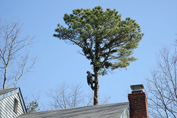 Best Tree Risk Assessment  in Water Mill, NY